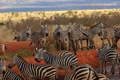 Overnight Tsavo East Safari From Mombasa/Diani (Private)