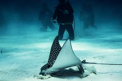 Costa Maya: Two Tank Fun Dive voor gebrevetteerde duikers