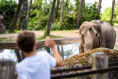 Inngangsbillett til Burgers' Zoo