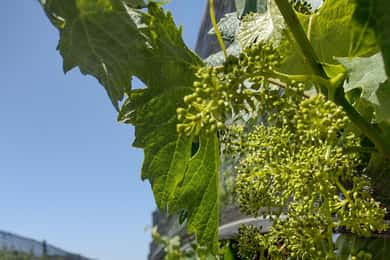 Córdoba: Tour del vino privato a Colonia Caroya - Giorno completo