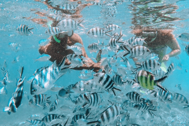 Blå bukten: Besök med glasbottenbåt och snorkling i Blue Bay