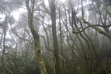"Floresta relíquia da era do gelo de Fray Jorge" Reserva Starlight da UNESCO