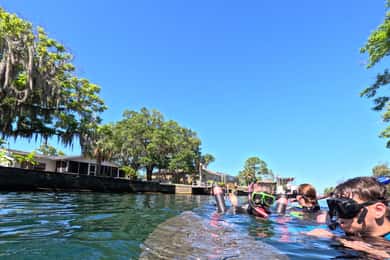 Crystal River: Guided Manatee Snorkeling Tour