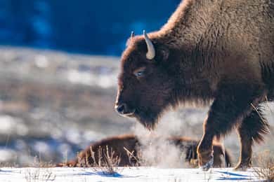 Parque Nacional de Yellowstone: Excursão de 3 dias para fotografar a vida selvagem