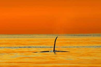 Parksville: Aventura ao pôr do sol com baleias e vida selvagem