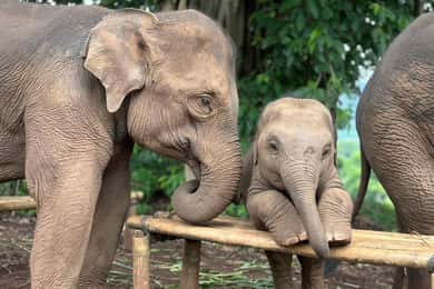 Chiang Mai: Santuário de elefantes, cascata e rafting em bambu