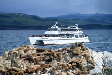 Tour di mezza giornata attraverso il Canale di Beagle fino all'Isola di Lobos