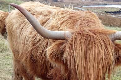 Edinburgh: Stirling, Högländerna, Loch Ness, Mull 5-dagars rundtur