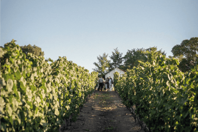 Montevideo: Tour di degustazione di vini per i passeggeri delle crociere