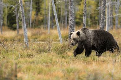 Yellowstone - Private Full Day Tour