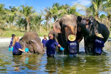 Bangkok: Elefantreservat og Khao Kheow Open Zoo-tur