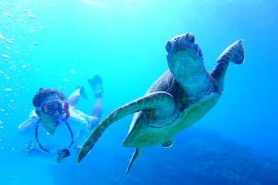 Okinawa : Kerama Whole Day Snorkeling Tour From Chatan