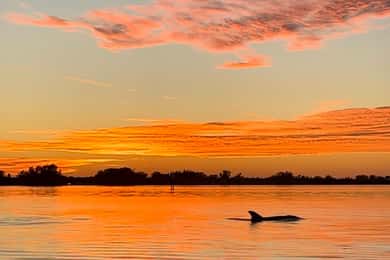 Isla Anna Maria y Bradenton Excursión con delfines en kayak al atardecer