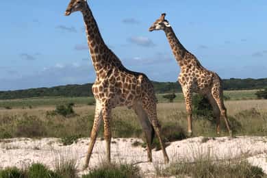 Safari in Maputo National Park