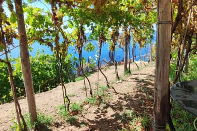 Volastra: BarCa Weinverkostung in Cinque Terre und Pesto-Kurs