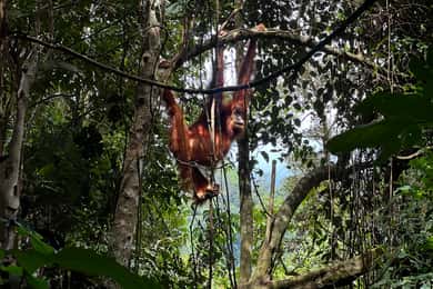Bukit Lawang: 7-daagse Noord-Sumatra hoogtepunten tour