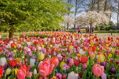 От Амстердам: Кеукенхоф и обиколка на Лалетата