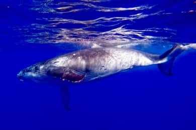 Oahu: Whale Watching Sunset Cruise Whales Guaranteed