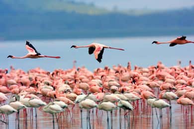 A day tour; Lake Nakuru national park and Naivasha Boat ride