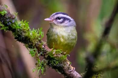 Santa Elena: Guidad rundtur i molnskogsreservatet