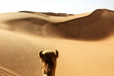 Tour privato di 2 giorni e 1 notte nel deserto di Wahiba Sands