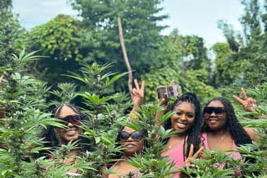 Visita a uma quinta de marijuana em Montego Bay