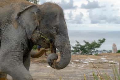 Patong: Elephant Sanctuary Eco Guide Walk & Forage Tour