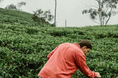From Ella: Tea Adventure in Haputale with Village Lunch
