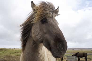 Combo Reikiavik: Montar a Caballo y Bucear en la Fisura de Silfra