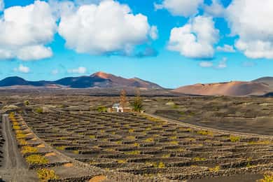 Arrecife: Timanfaya en Green Lagoon voor cruisepassagiers