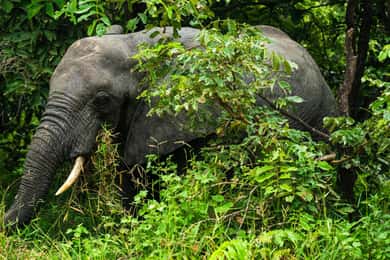 Zanzibárból: 3 napos Selous szafari utazás repülővel