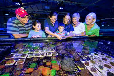 Bundaberg : Visite guidée de la ferme corallienne Monsoon Aquatics