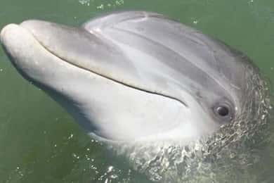 Hilton Head Island: Bootstour zur Delphinbeobachtung am Tag