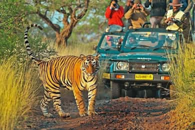 De Délhi: Excursão de 6 dias ao Triângulo Dourado com Ranthambore