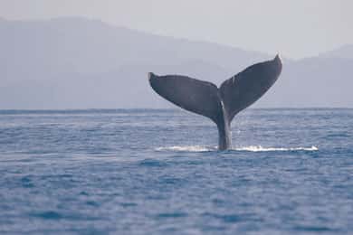 Uvita: Valskådning i Marino Ballena nationalpark