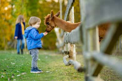 Privater Transfer zum Berliner Zoo mit Ticket ohne Anstehen