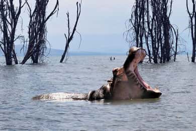 Jezero Naivasha: rezervat Crescent Island