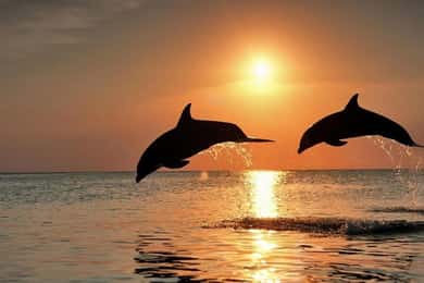 Bali: Lovina Sunrise Dolphin Watching And Snorkeling Tour