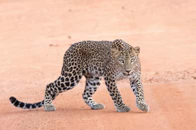 Yala Safari Tour from Hambantota Port area (Shore Excursion)