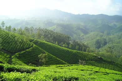 Nairobi: Day Trip to Purple Tea Farm in Gatura Greens