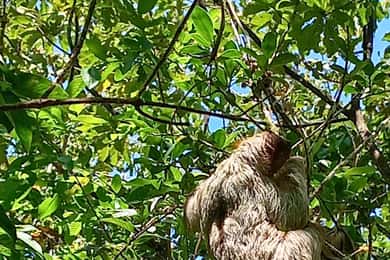 Secrets Papagayo: Blue River & Sloths Spotting Park