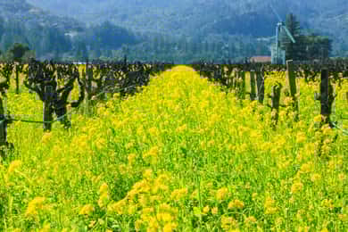 Napa Valley: Driver & Guide Service Kaliforniens vinland