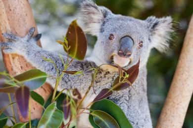 Newcastle: Animal Lovers Tour - Kangaroos, Dolphins & more!