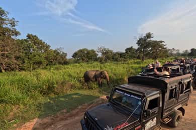 De Kandy: Excursão de um dia a Sigiriya e Dambulla com safari