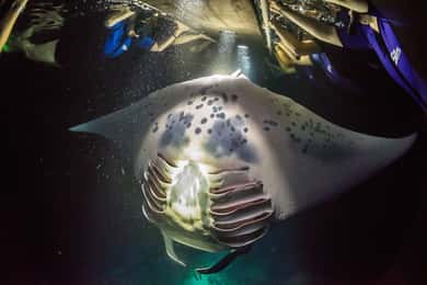 Big Island: Nuoto notturno con le mante e cioccolata calda