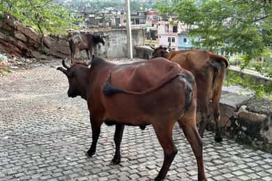 Excursión de un día de Agra a Bharatpur con Fatehpur Sikri