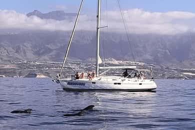 3h Whale Watching Share Tour Beneteau Oceanis 440
