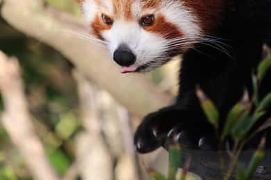Wellington Zoo General Admission Tickets