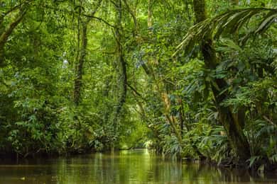Cahuita National Park: Die besten Aktivitäten in Cahuita Limon