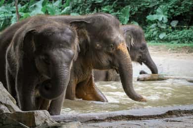 From Delhi: 2-Day Taj Mahal & Elephant Sanctuary Tour